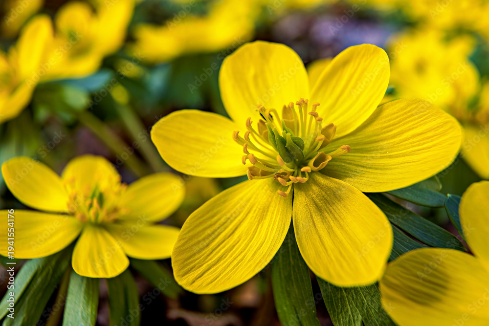 Fototapeta premium Winter aconites in the forest