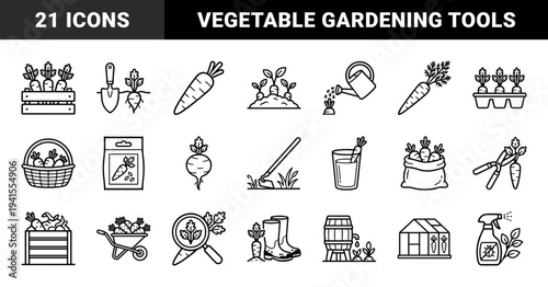 Carrot cultivation and organic gardening process elements. Technical monoline pictograms featuring root vegetable farming, harvesting, and agricultural tools.