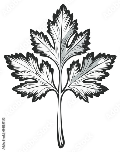 Single Parsley Leaf Illustration, Culinary Herb Drawing, Botanical Line Art Element, Food Ingredient