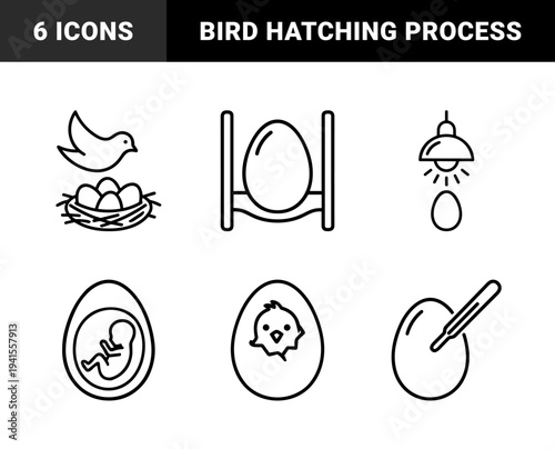 Avian incubation and poultry farming process elements. Technical monoline pictograms featuring bird nesting, egg heating, embryo development, and hatching stages.