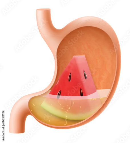 Human Stomach with watermelon. The stomach digests watermelon. A stomach filled with healthy and wholesome food. Proper nutrition. Realistic 3d Vector illustration. Food digestion process illustration