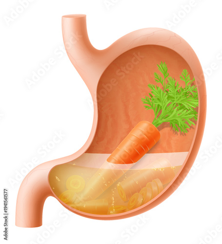 Human Stomach with carrot. The stomach digests carrots. A stomach filled with healthy and wholesome food. Proper nutrition. Realistic 3d Vector illustration. Food digestion process illustration