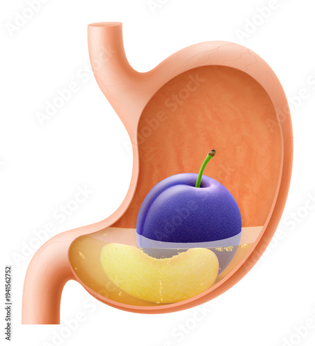Human Stomach with plum fruit. The stomach digests plum. A stomach filled with healthy and wholesome food. Proper nutrition. Realistic 3d Vector illustration. Food digestion process illustration
