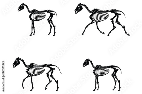 Horse Bone Structure and Equine Skeleton Silhouette Vector Set