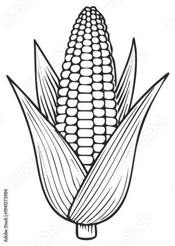 Corn on the cob illustration with husks, black and white outline, sweet corn vector