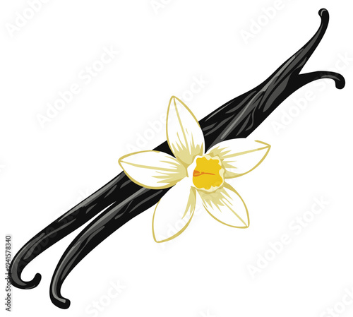 Aromatic Vanilla Bean Pods with Delicate White Flower Isolated on Background