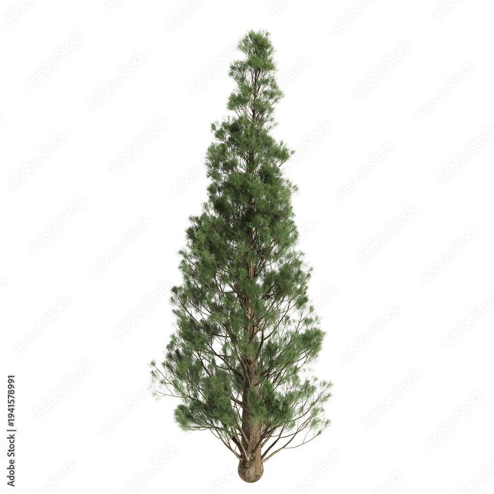 Fototapeta premium Cupressus sempervirens trees 3d illustration on transparent background
