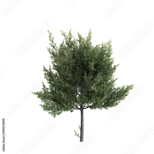 Laurus nobilis trees 3d illustration on transparent background