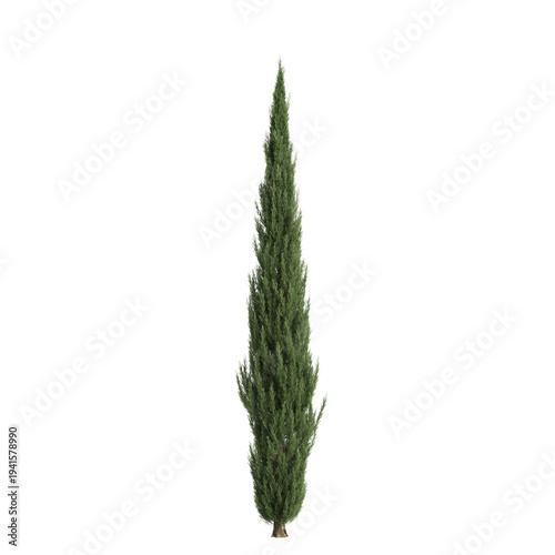 Cupressus sempervirens trees 3d illustration on transparent background
