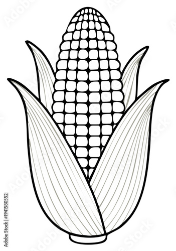 Fresh Corn Cob Illustration with Husk and Kernels Black and White Outline