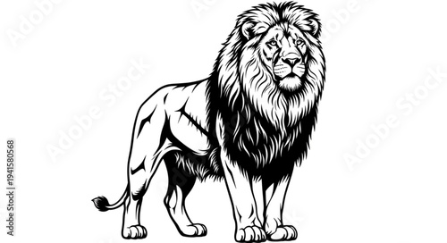 lion vector illustration