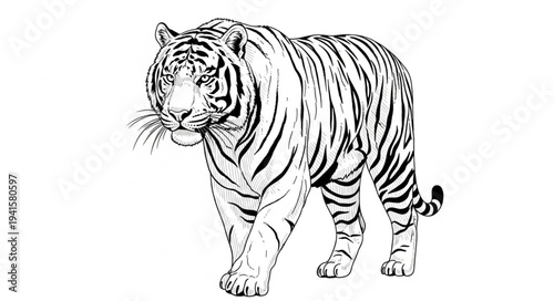 tiger isolated on white