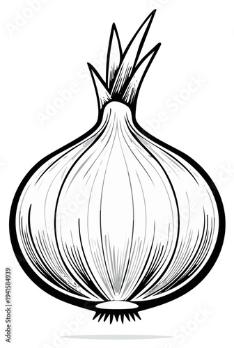 Illustration of a fresh onion with detailed lines and simple shading