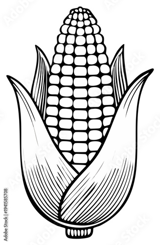 Detailed black and white illustration of corn on the cob with husks in a vintage engraved style.