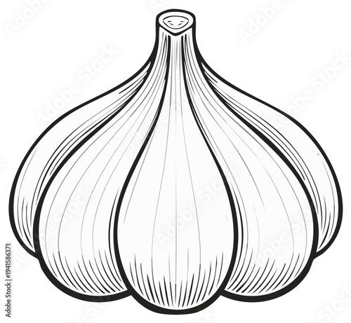 Stylized Line Drawing of a Fresh Garlic Bulb with Detailed Clove Sections