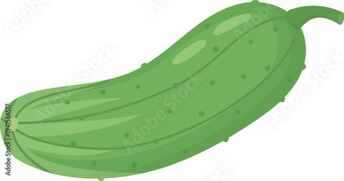 Illustration of fresh green cucumber cornichon with stem. Organic vegetable isolated on white background