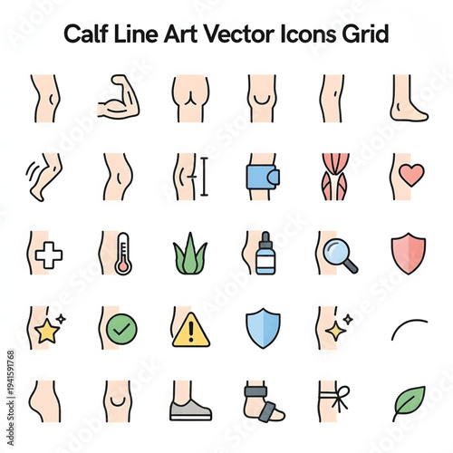 Human Calf Muscle Anatomy Illustration with Lower Leg Medical Diagram