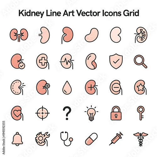 Human Kidney Anatomy Illustration Isolated on White Background