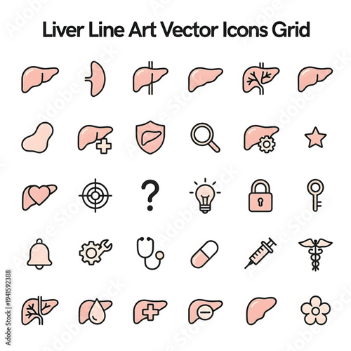 Human Liver Anatomy Illustration Isolated on White Background