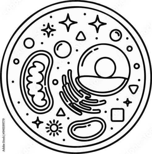 A simplified, black and white line drawing of an animal cell's internal structure