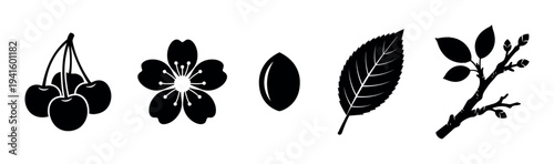 Black cherry tree botanical icon set with fruit, blossom, seed, leaf, and branch silhouettes, a minimalist graphic collection for nature and food-themed design projects