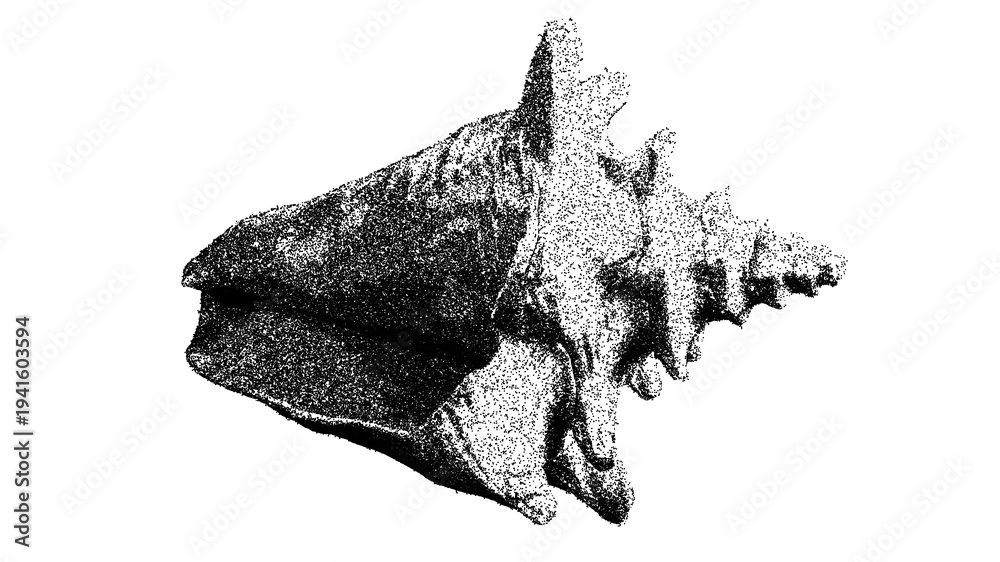 Obraz premium Black and white spired seashell illustration isolated with clipping path.