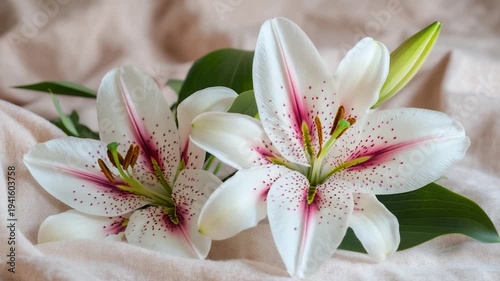 Two delicate white lilies with pink speckles and green leaves on a light beige textured background