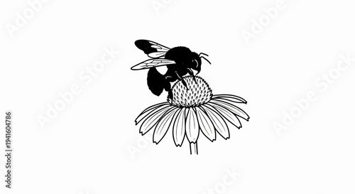 A black and white drawing of a bumblebee pollinating a flower