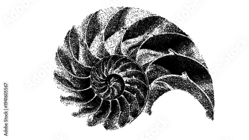 Black and white nautilus shell cross section illustration isolated with clipping path.