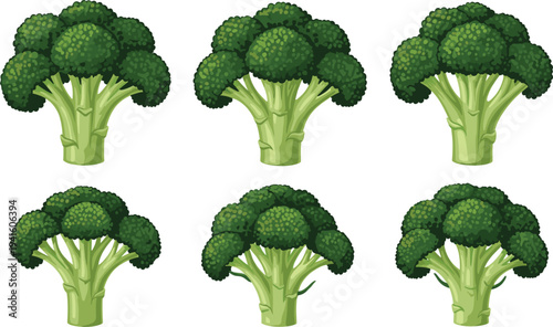Fresh Broccoli Vegetable Collection Vector Illustration Featuring Green Organic Broccoli Heads Isolated on White Background