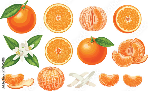 Fresh Orange Fruit Collection Vector Illustration Featuring Whole Citrus Slices Segments Blossom and Peel Isolated on White Background