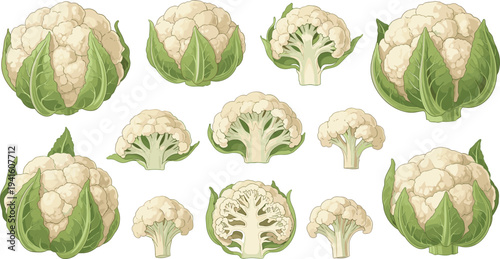 Fresh Cauliflower Vegetable Collection Vector Illustration Featuring Whole Heads and Cut Florets Isolated on White Background