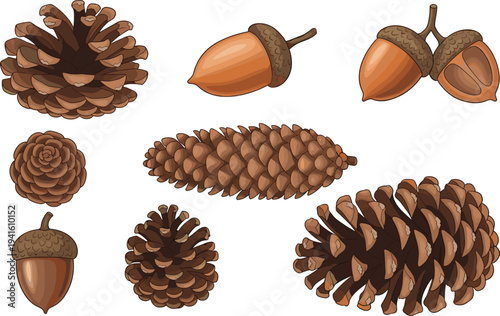 Natural pine cones and acorns vector set featuring various forest seeds and nuts isolated on white background for autumn and winter seasonal decor