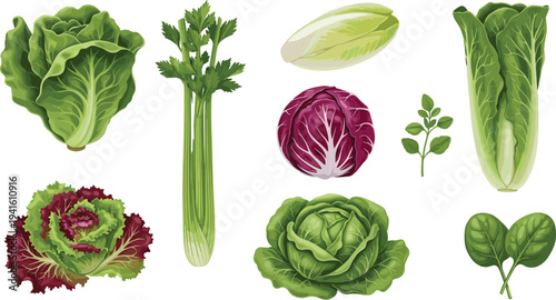 Fresh leafy green vegetables collection with lettuce cabbage celery spinach kale and radicchio for healthy diet organic food menu and cooking