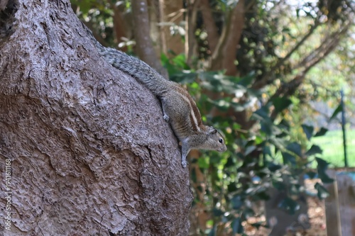 Bild auf Leinwand An adorable squirrel on a tree, habituated to humans