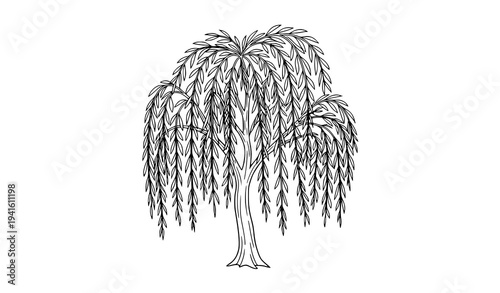 Elegant Willow Tree Outline Vector Illustration with Hanging Branches Botanical Line Art Isolated on White Background