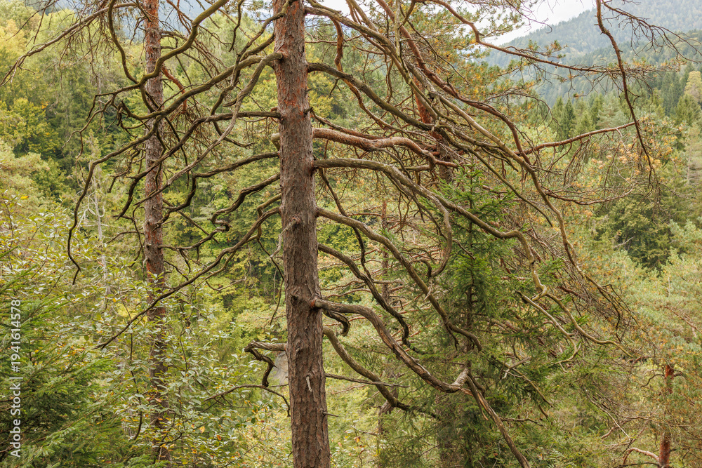 Fototapeta premium Large pine trees with twisted, gnarled branches stand prominently against a background of dense green woodland and mountain slopes. Stock photo