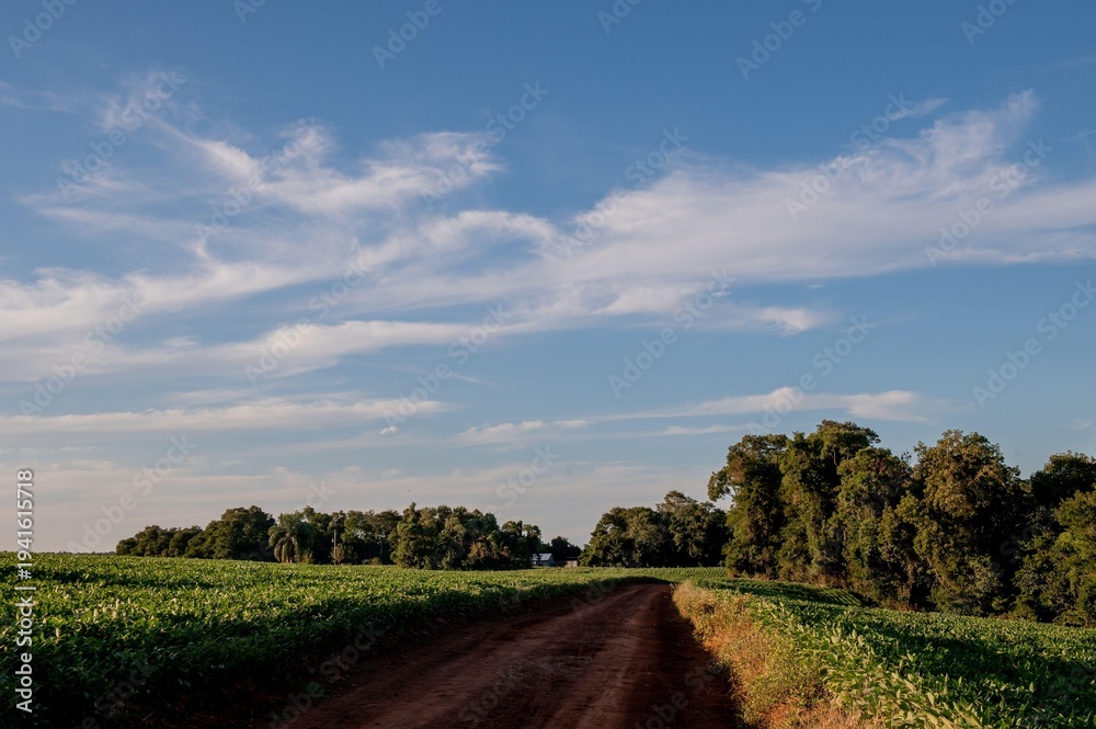 Fototapeta premium Beautiful rural dirt road landscape with crops and blue sky