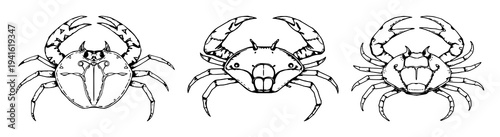 Horseshoe crab set with hand-drawn antique woodcut style illustration featuring marine biology, scientific illustration, white background with realism and anatomy