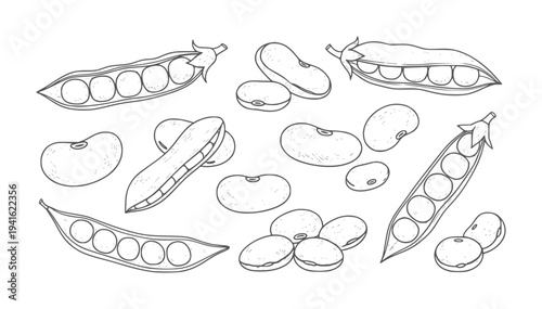 Black and white line of bean pods and beans in various stages seeds