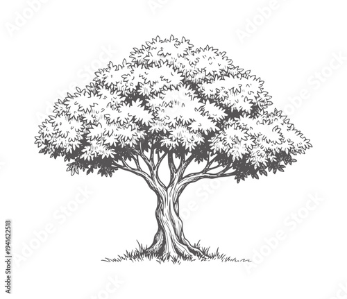 Black and white of a large leafy tree with dense foliage leaves branches trunk