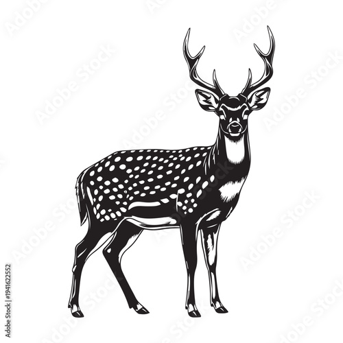 Vector illustration of a spotted deer with antlers