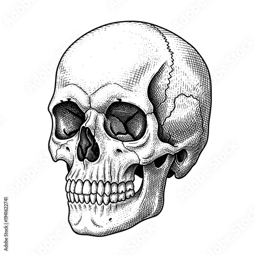 Detailed Shaded Human Skull Frontal Perspective