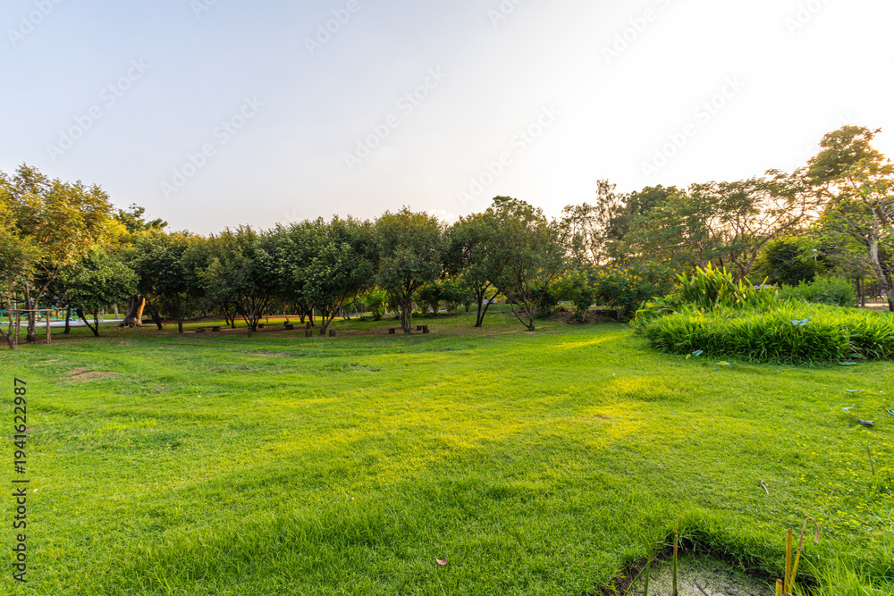 Fototapeta premium Green grass with tree park city forest agiant blue sky sun light