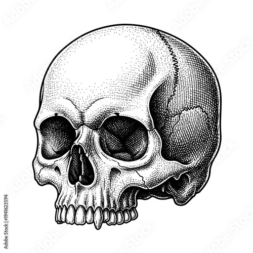 Vintage Engraving Style Human Skull Illustration