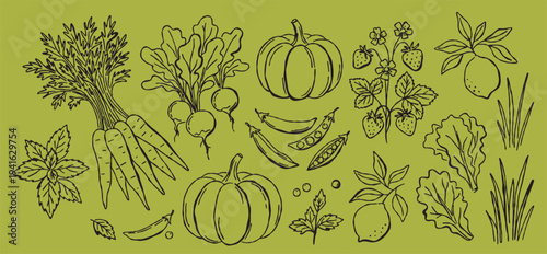 Organic healthy vegetable fruit harvest garden. Illustration vector sketch doodle drawing outline nature. Vegan fresh agriculture farm plant food set.
