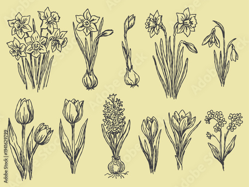 Spring flower vector set. Botanical garden sketches. Floral outline elements.