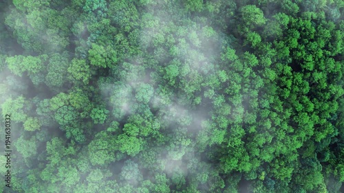 Green tree nature background for carbon neutrality and net zero emissions concept. Drone view of green tree captures CO2 to Sustainable green environment.	
