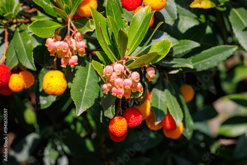 Canvas Print Fruiting bayberry Arbutus Unedo Tree with Red and Orange Berries