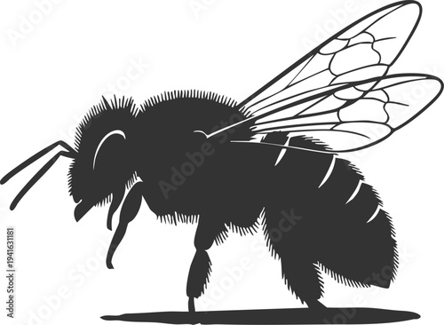 Honey bee insect silhouette side view detailed wings and body